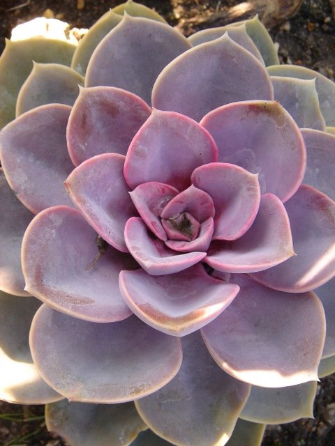 Echeveria affinis 'Prince Noir'